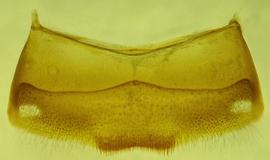   Anthidium edwardsii  male, ventral view of fourth sternum (S4), photo from Gonzalez and Griswold 2013 
